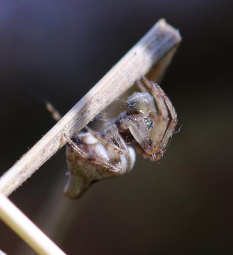 Cyclosa sp.